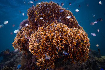 Tropical fish schooling above pristine hard coral reef in the Pacific Ocean