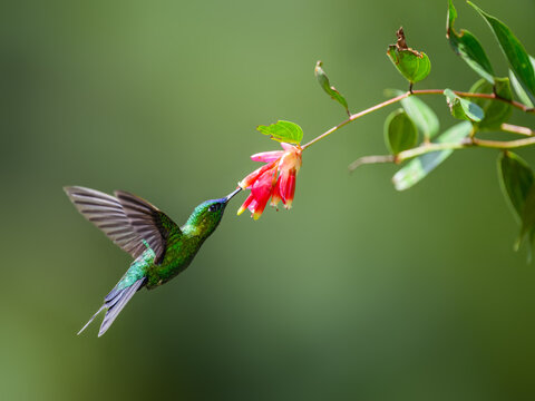 Sapphire-vented Puffleg hummingbird in flight collecting nectar from red flower on green background