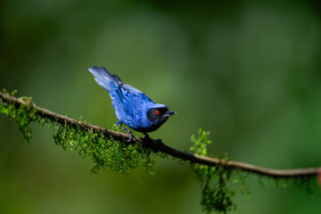 Masked Flowerpiercer on mossy stick against dark background