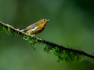 White-sided Flowerpiercer on mossy branch against green background