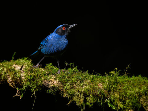 Masked Flowerpiercer on mossy stick against dark background