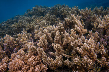 Healthy hard corals on coral reef in the Pacific Ocean - Fiji