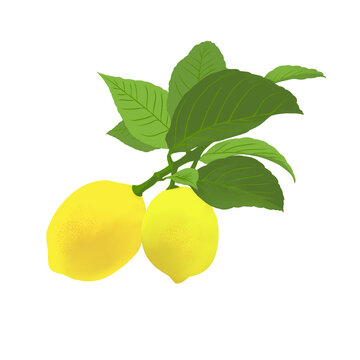 葉付きレモンの水彩イラスト