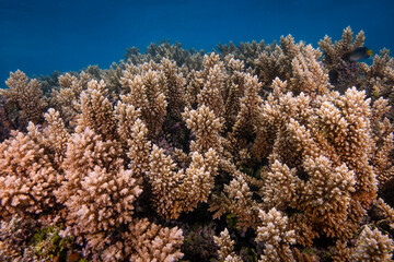 Healthy hard corals on coral reef in the Pacific Ocean - Fiji
