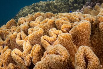 Naklejka na ściany i meble Colorful soft corals on coral reef in the Pacific Ocean