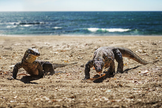 Komodo Dragons in Komodo NP, Indonesia