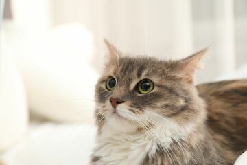 Cute fluffy cat, closeup view. Domestic pet