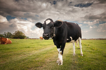 Selective blur on a portrait of a Holstein frisian cow, with its typical black and white fur...