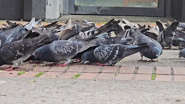 pigeons eating