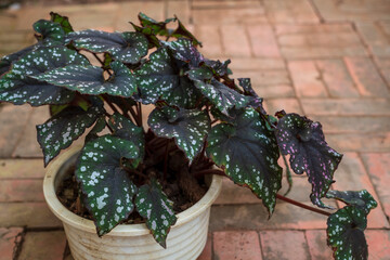 Polka Dot Begonia (Begonia Maculata) Plant