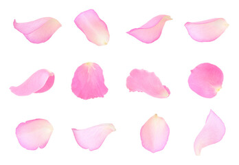 Pink rose petals isolated on white, set