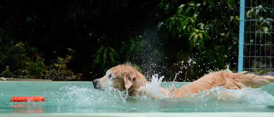 Um cachorro macho e uma cachorra fêmea da raça golden retriever brincada e nadando numa piscina verde. A golden retriever de pelo claro gosta de saltar e pegar o brinquedo.