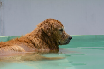 Um cachorro macho e uma cachorra fêmea da raça golden retriever brincada e nadando numa piscina verde. A golden retriever de pelo claro gosta de saltar e pegar o brinquedo.