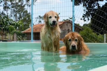 Um cachorro macho e uma cachorra fêmea da raça golden retriever brincada e nadando numa piscina verde. A golden retriever de pelo claro gosta de saltar e pegar o brinquedo.