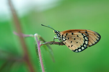 An Orange Butterfly Acraea terpsicore