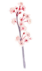 Watercolor hand drawn pink sakura branch with flowers illustration