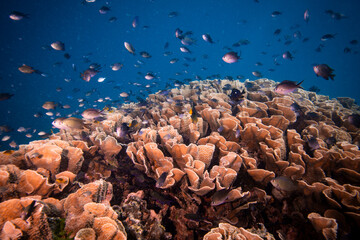 Tropical fish schooling above pristine hard coral reef in the Pacific Ocean