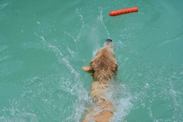 Um cachorro macho e uma cachorra fêmea da raça golden retriever brincada e nadando numa piscina verde. A golden retriever de pelo claro gosta de saltar e pegar o brinquedo.