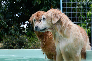 Um cachorro macho e uma cachorra fêmea da raça golden retriever brincada e nadando numa piscina verde. A golden retriever de pelo claro gosta de saltar e pegar o brinquedo.