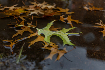 autumn leaves fallen to the ground in rainy day.