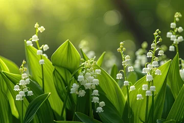 Gordijnen Lily of the valley is a perennial plant also known as May bells and Mary s tears © The Big L