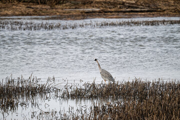 Great Blue Heron shaking it’s head while standing in an estuary in the Skagit Valley, Washington...