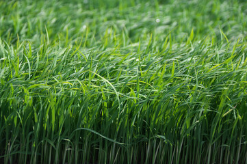 稲の苗床