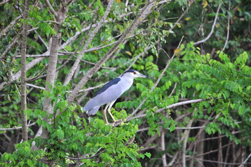 Night Heron, Suchitlán Lake, Suchitoto, El Salvador