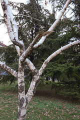 Fototapeta premium Birch tree