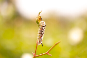 Macro Caterpillar
