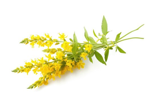 Yellow Sweet Clower Botanical name Melilotus officinalis