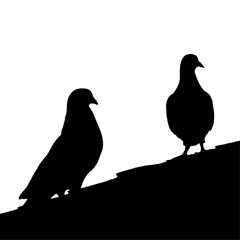 silhouette of pigeons on a roof