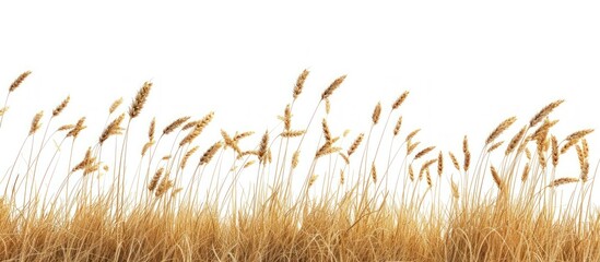 Golden wheat field harvest on the white background. AI generated image