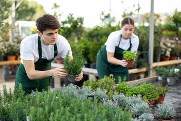 Focused young guy, hothouse worker, controlling process of growing of ornamental fragrant rosemary...
