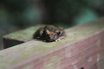 Obraz premium Frog Face on Wooden Railing