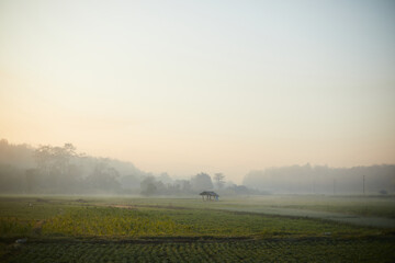morning mist in the field