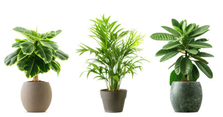 Trio of Potted Indoor Plants PNG Cutout