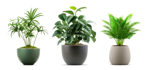 Set of Three Potted Plants PNG Cutout
