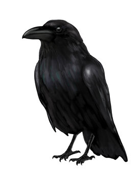 Pintura digital de un cuervo.