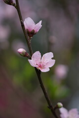 pink blossom