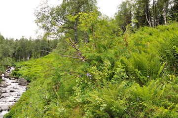 Fototapeta na wymiar Fern thickets and young birch on the steep bank of a small rocky river flowing through the summer morning forest.
