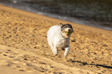 
dog playing