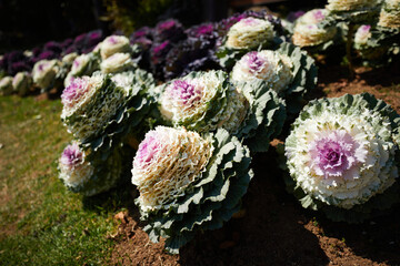 flowers in the garden