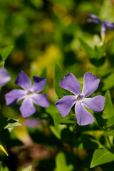 ツルニチニチソウ