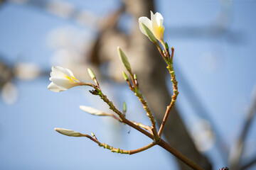 White frangipani flowers on a tree branch against blue sky
