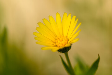yellow tropical flowers in winter in cyprus 7