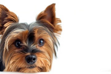 Fototapeta premium Yorkshire terrier looking forward