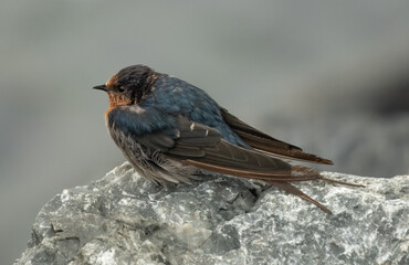 A beautiful little Welcome Swallow sits side-on upon a detailed rock at The Jetty in Coffs Harbour, NSW