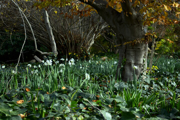 Daffodil flower field with a tree and forest backdrop