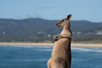 Australian Kangaroo scratching its chest while standing on a headland with a beautiful beach in the...